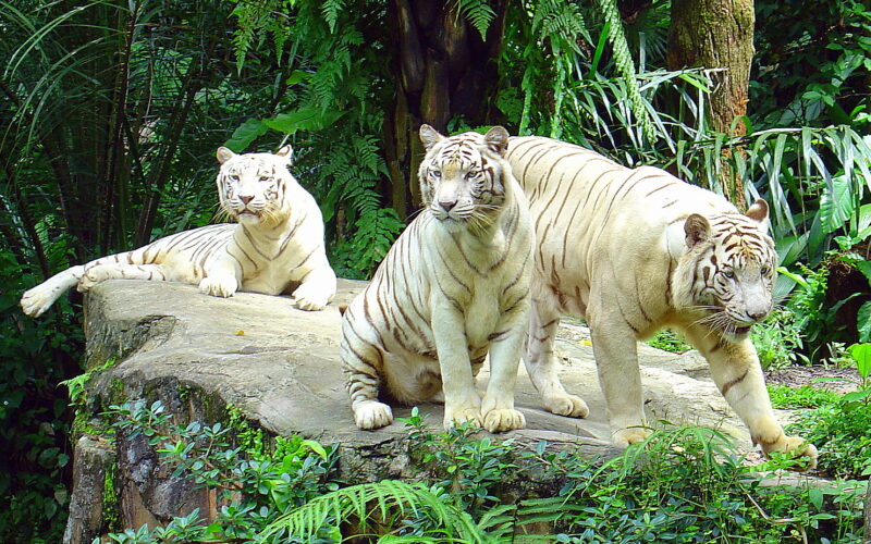 باغ وحش سنگاپور | تور سنگاپور,تور ارزان سنگاپور,دیدنی های سنگاپور,قیمت تور سنگاپور